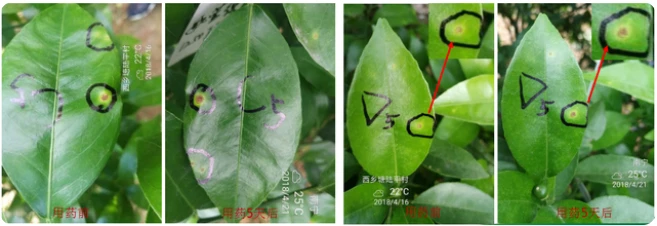 Allicin extract dosage uses