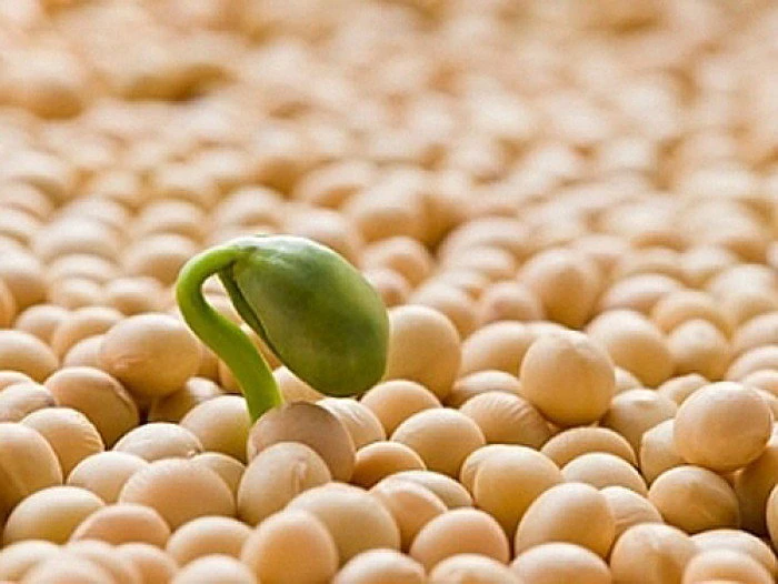 fulvic acid powder fertilizer fulvic acid powder fertilizer
