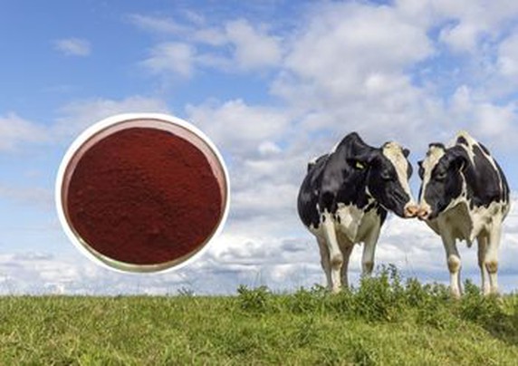 Astaxanthin supplier Astaxanthin supplier